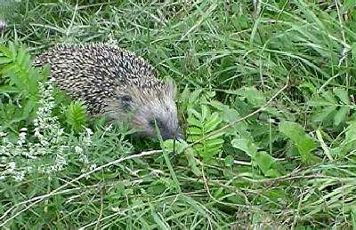 Igel im Garten